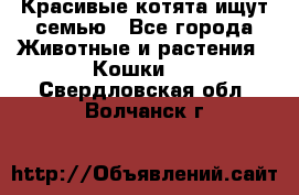 Красивые котята ищут семью - Все города Животные и растения » Кошки   . Свердловская обл.,Волчанск г.